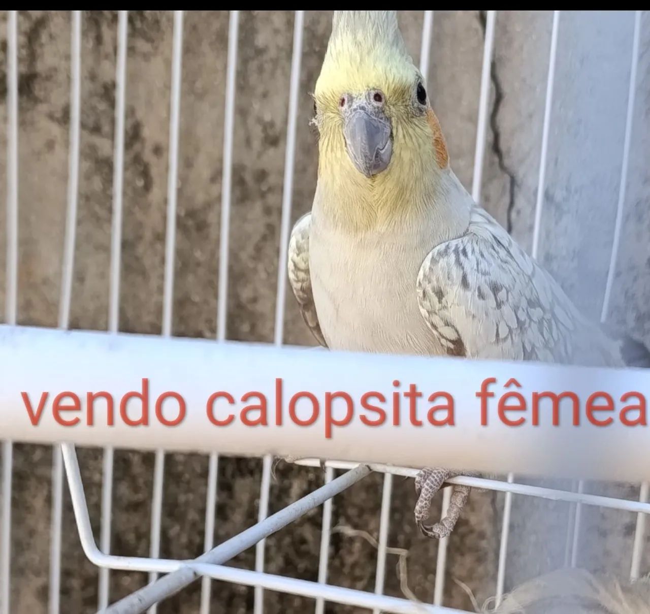 Gaiola