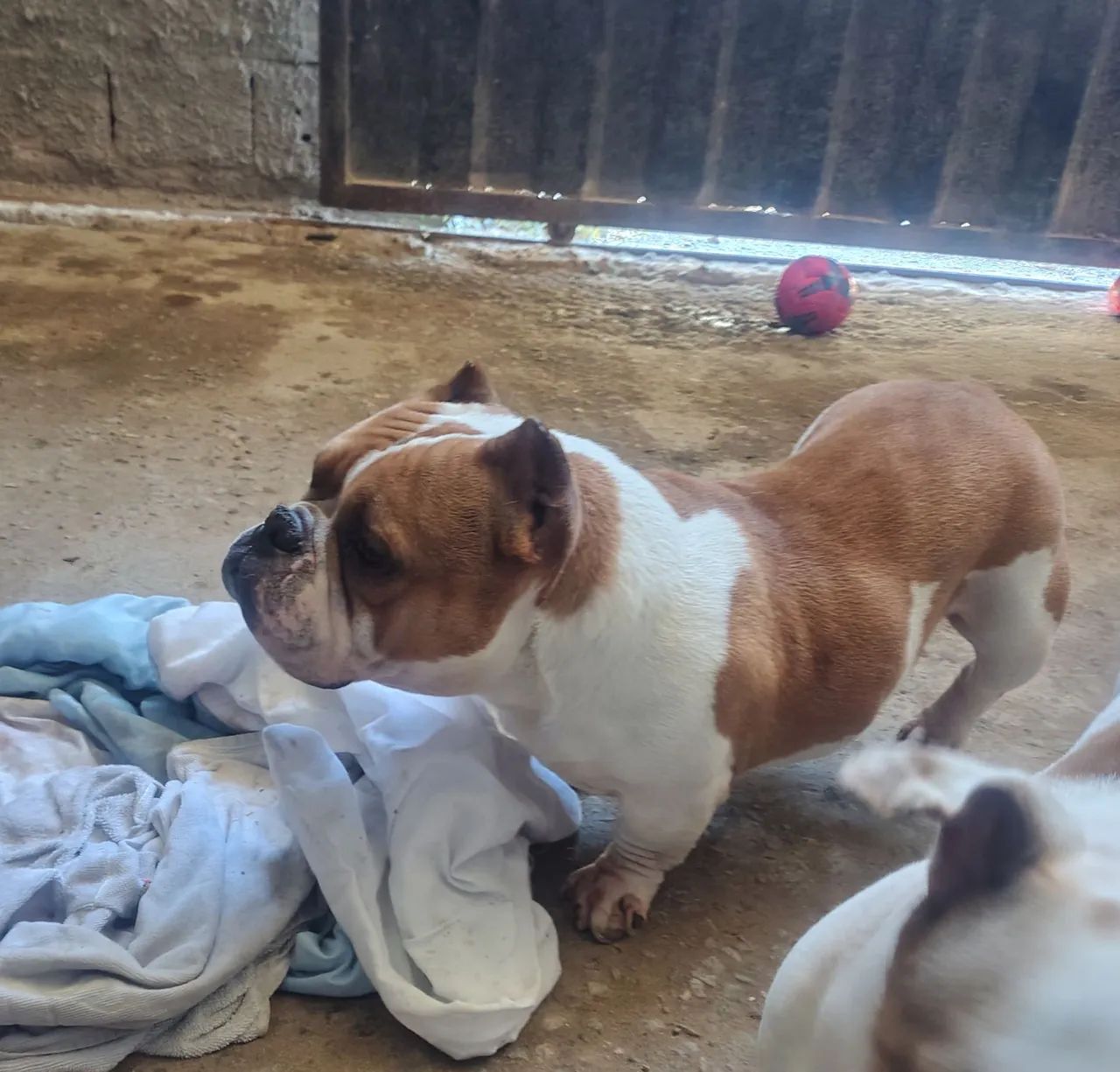 Vendo casal de American Bully micro  - Foto 2