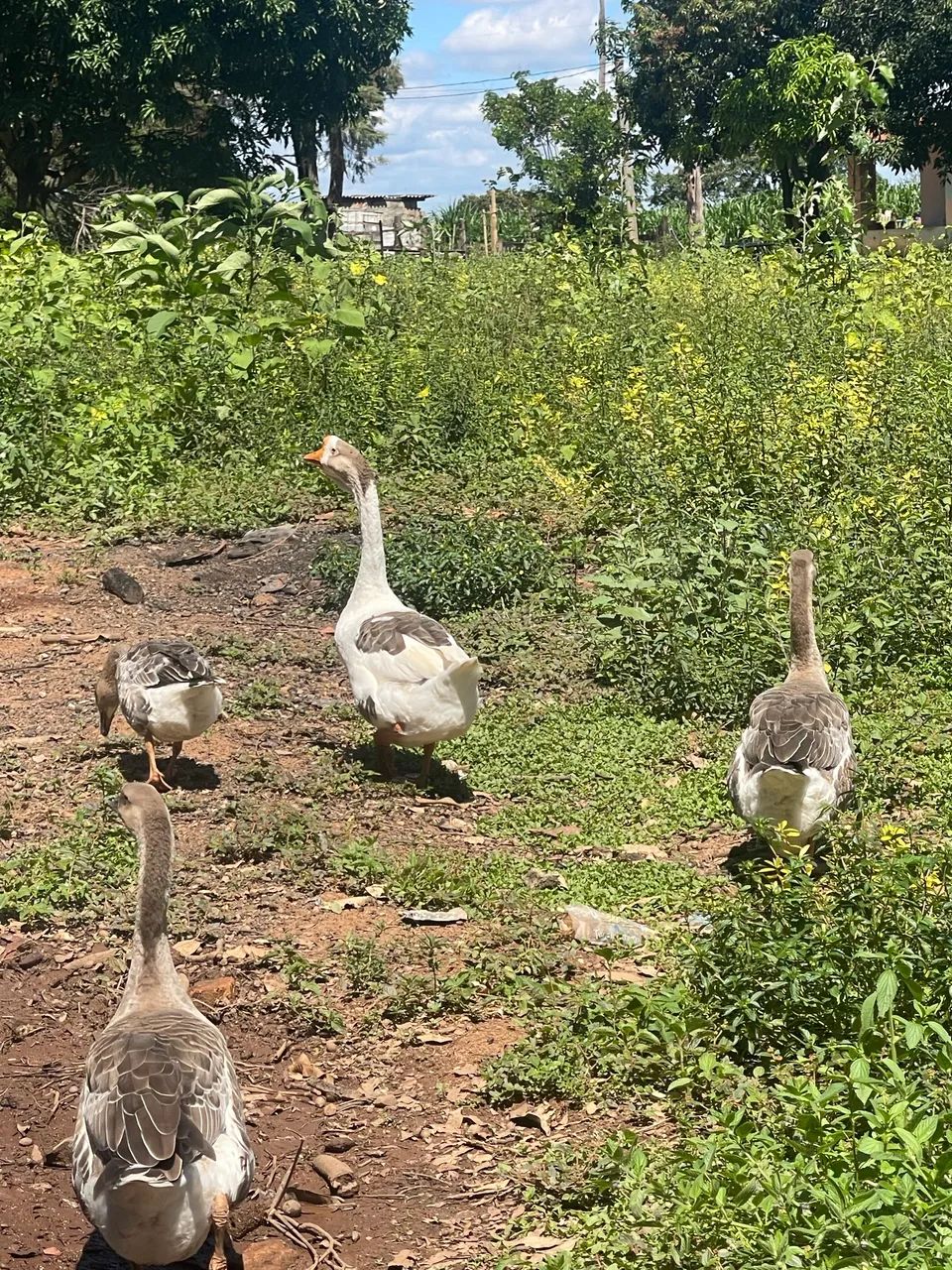 Ganços e perus ?  - Foto 2
