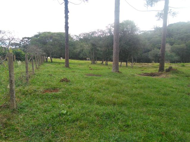 Chácara de 1 Alqueire . 4 km do Jordão - Guarapuava PR - Foto 6
