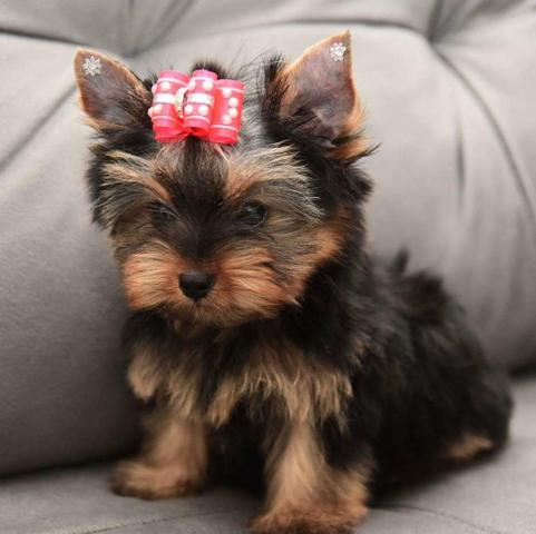 Yorkshire terrier fêmea elegante