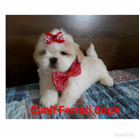 Encantadores Filhotes de Shih tzu ! Super Dóceis , ideal para Criança !