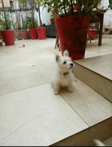 Oportunidade! Terriers inglês branco
