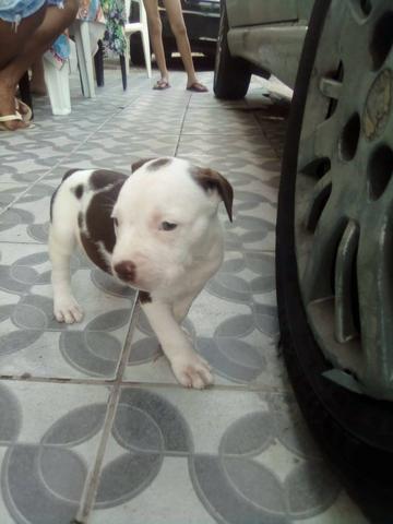 Pitbull apbt com red nose