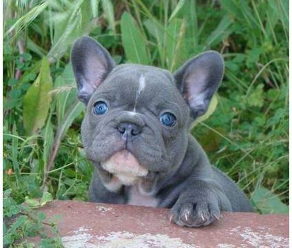 Bulldog francês Blue pied exóticos a pronta entrega
