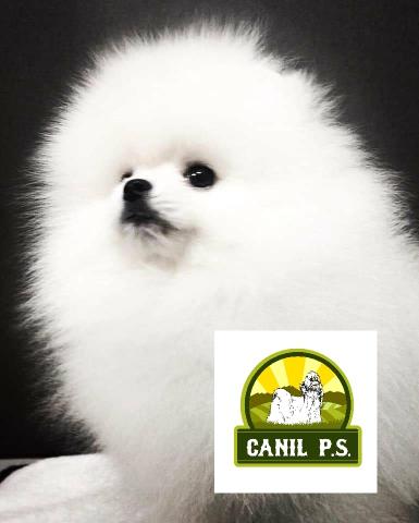 Filhotes de Spitz alemão