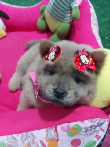 Chow chow fêmea ?? anão raridade olhos azul.?? - Foto 5