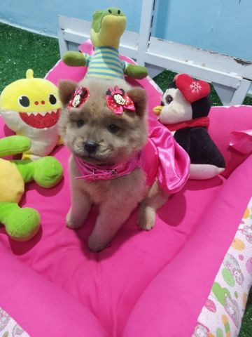 Chow chow fêmea ?? anão raridade olhos azul.??