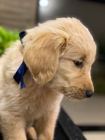 Canil De Golden Retriever Em Campinas Golden Retriever Macinhos Lindos E Peludos Cachorros E Acessorios Novo Taquaral Campinas 801418266 Olx