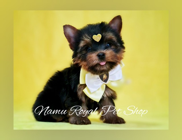 Yorkshire lindo miniatura, fotos verdadeiras - Namu Royal Pet Shop 