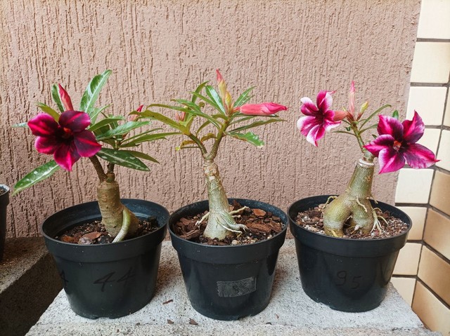 Rosas do Deserto Barbie Girl Florindo - Outros itens para agro e indústria  - Jardim Guanabara, Goiânia 1125499451 | OLX