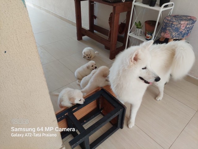 Filhotes samoieda e golden retrivez mistura dos dois