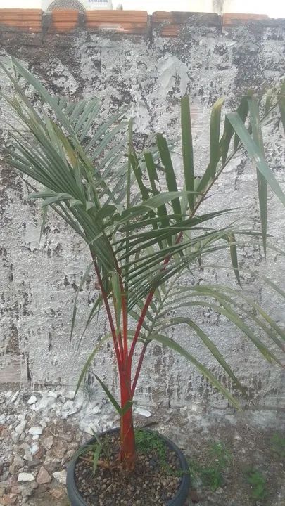 Palmeira Laca - Foto 4