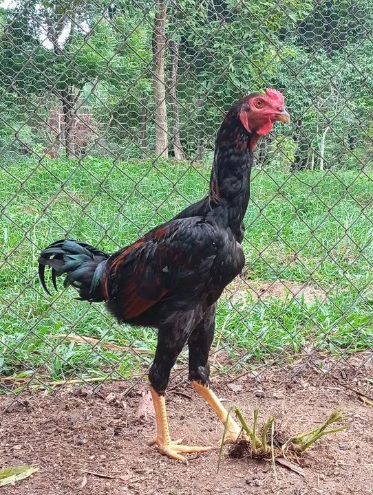 Frango caipira  - Foto 3