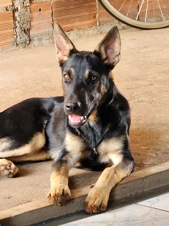 Doação Filhote de Pastor Alemão