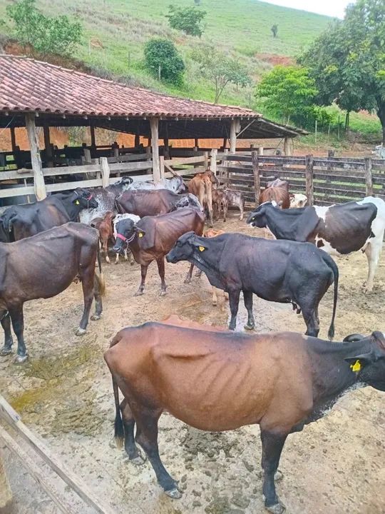 Vacas Girolando 1 cria  - Foto 2
