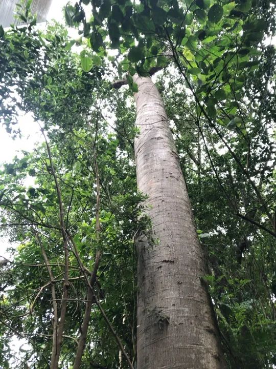 Poda e corte de árvores  - Foto 2