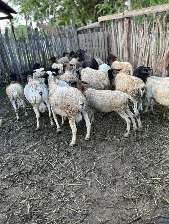 Linha de Reprodução Dorper - Foto 2