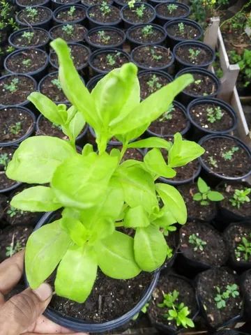 Mudas de Plantas para revenda - Foto 3