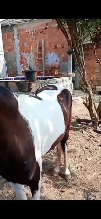 Cavalo pampa - Foto 2