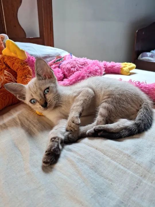 Gatinha fofa para adoção  - Foto 6