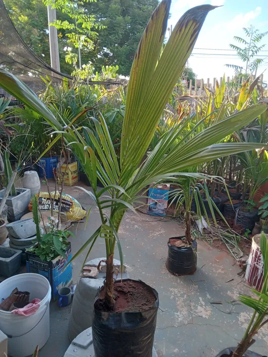 Mas coco anão legitimo