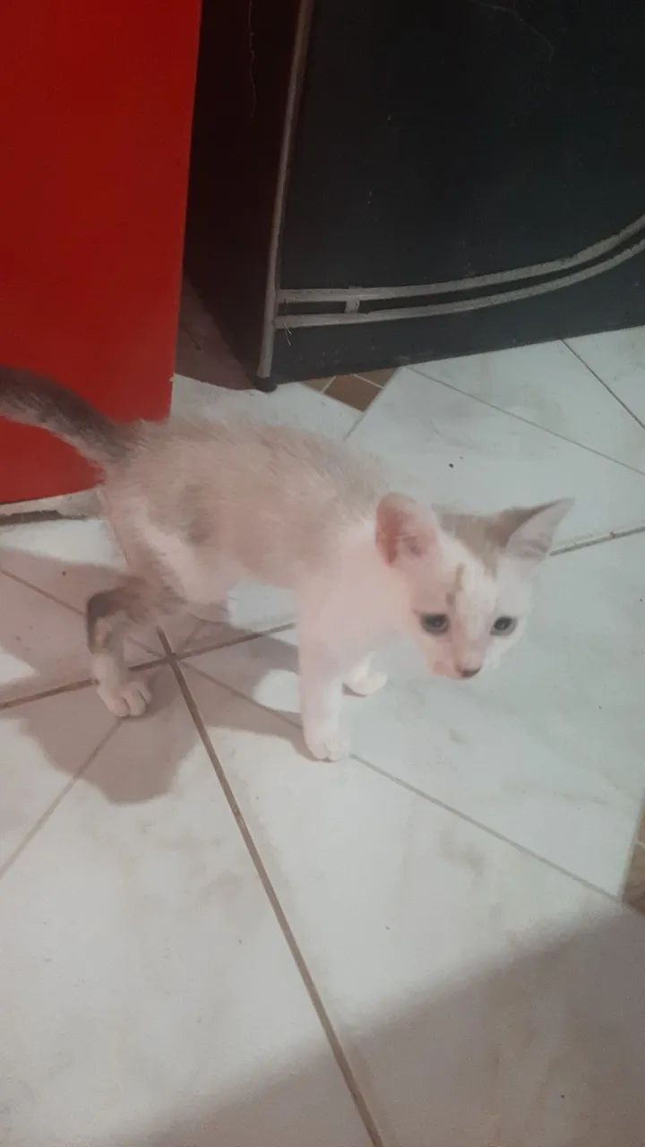 Doação de gatos filhotes - Foto 4