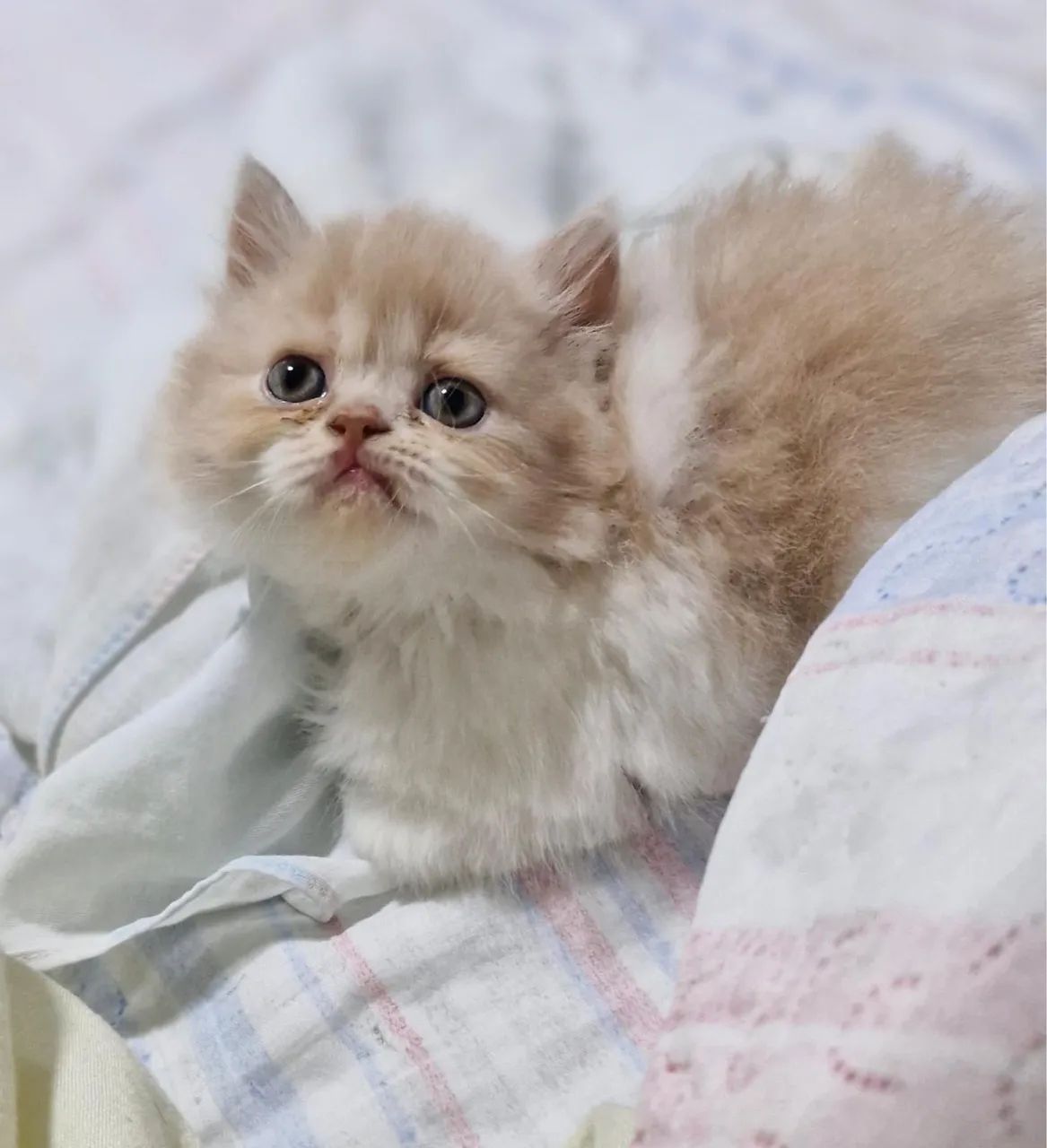 Venda de Gatos Persas - Foto 5