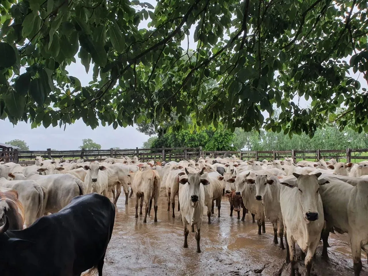 Linda Fazenda à venda em Taguatinga - TO
