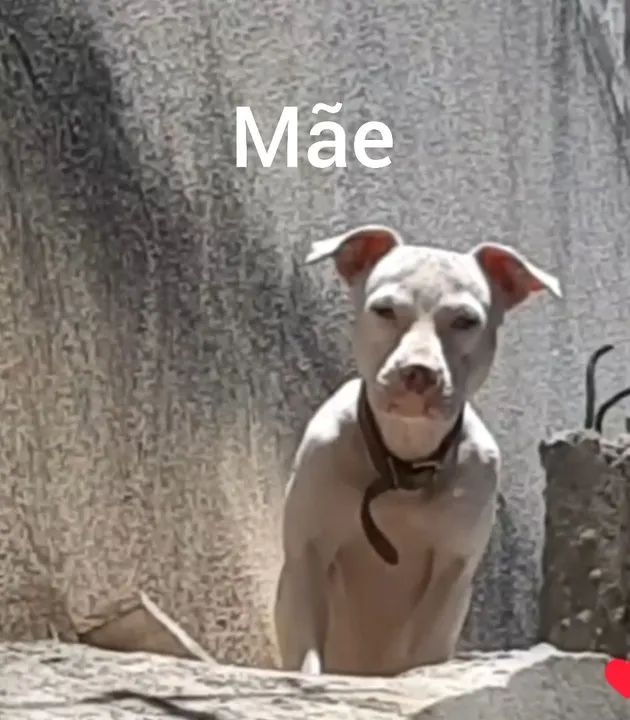 Pitbull filhotes - Fofo e Brincalhão - Foto 3