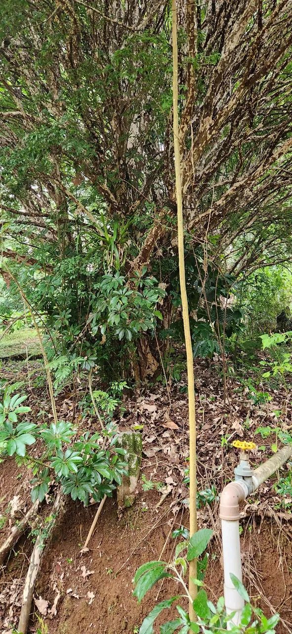 Vendo jaboticabeira adulta 