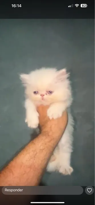 Gatinho Persa Branco