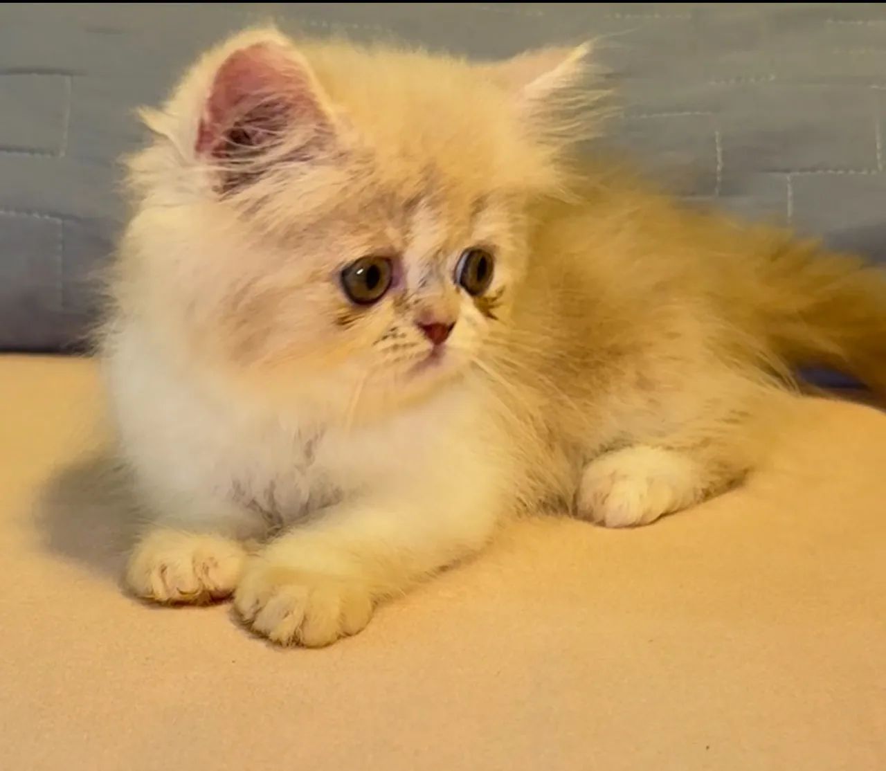 Filhote Fêmea Persa Pelo Longo - Foto 4