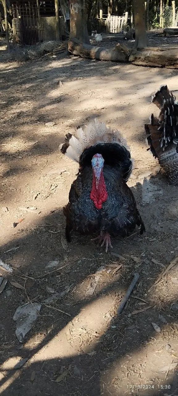 Peru macho  - Foto 2