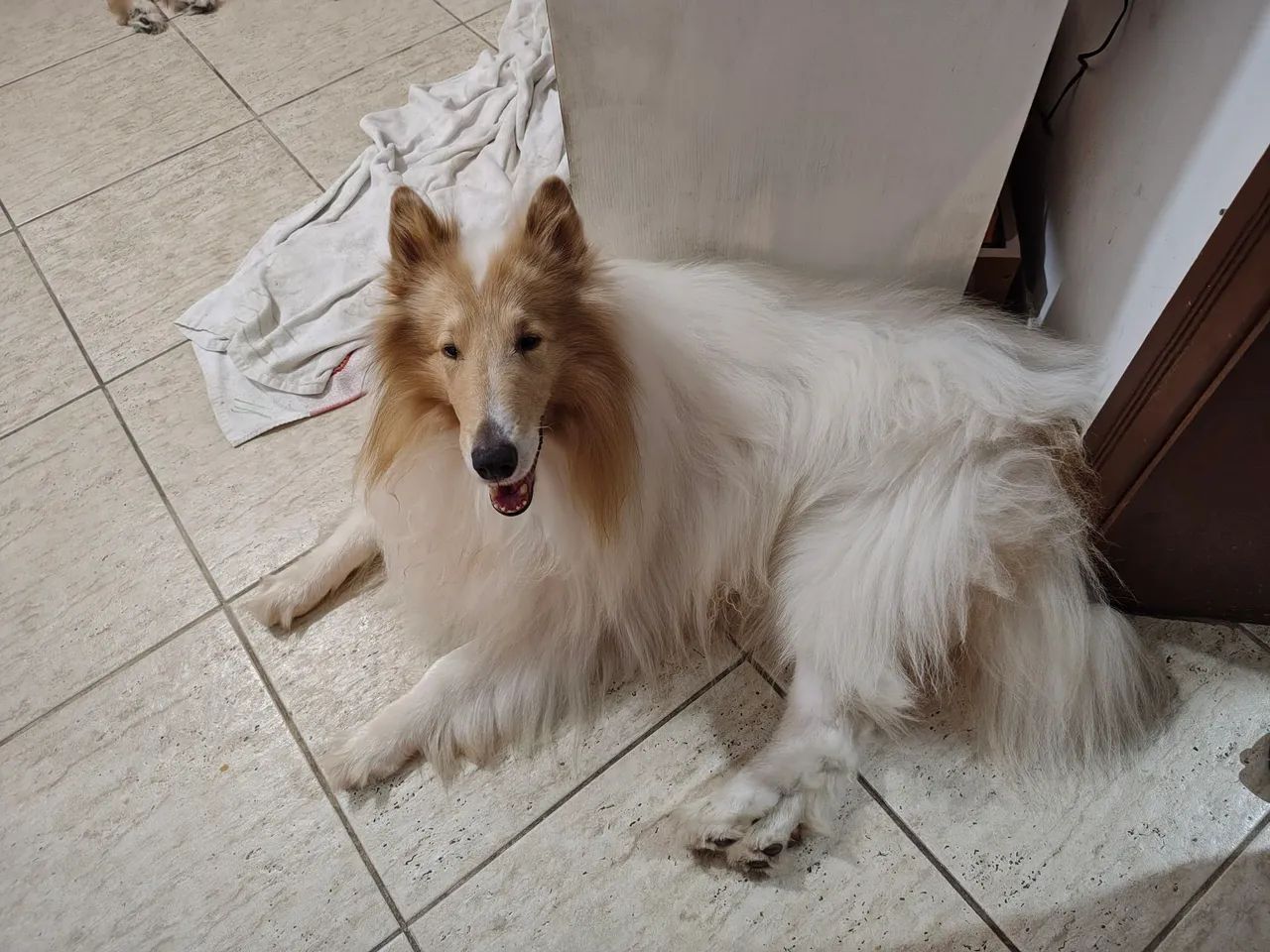 Macho Rough Collie lindo e dócil procura namorada. - Foto 2