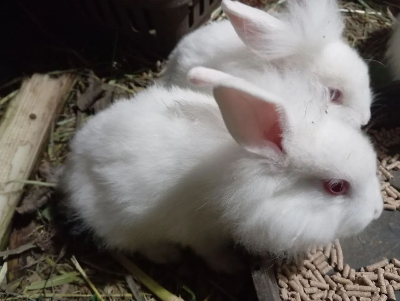 Lindos filhotes Head Lion - Foto 2