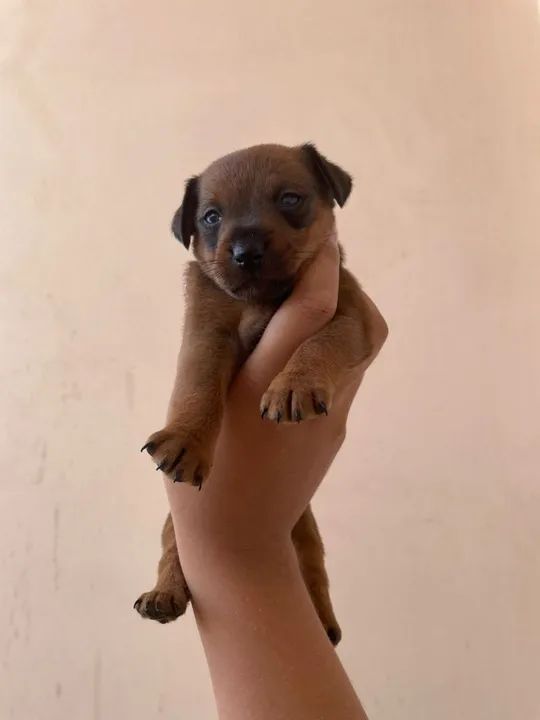 3 filhotes de Pinscher - Foto 3