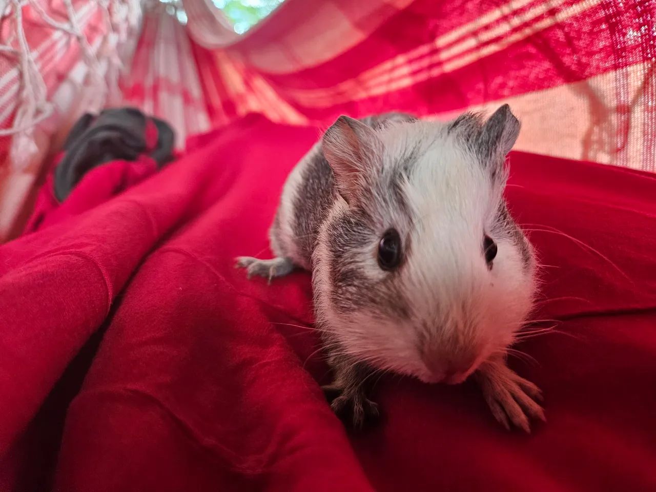 Porquinho da india  - Foto 3