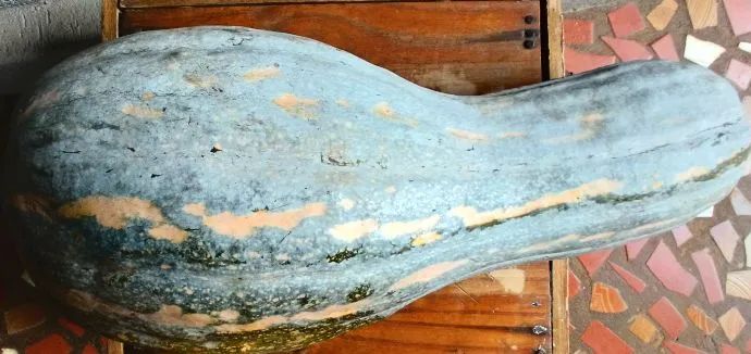 2 Abóboras Gigantes para Produção Rural - Foto 2