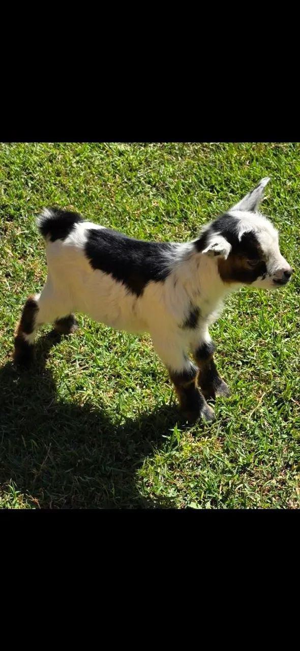 Mini Cabra legítima  - Foto 3