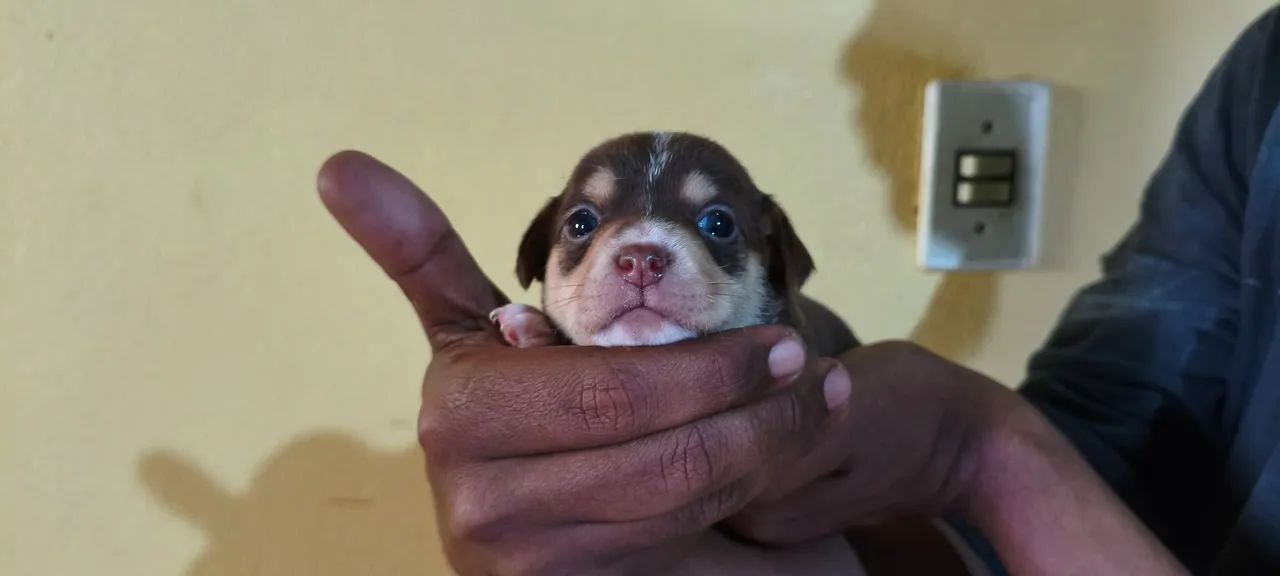 Filhotes de Pinscher  - Foto 2