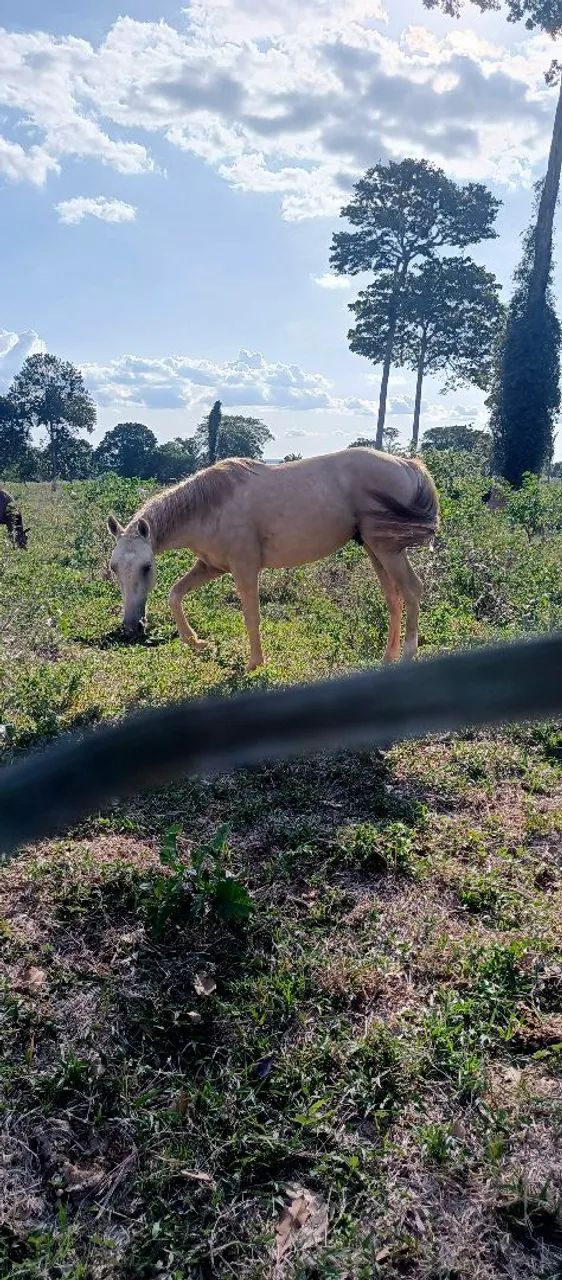 Potro quarto de milha  - Foto 2