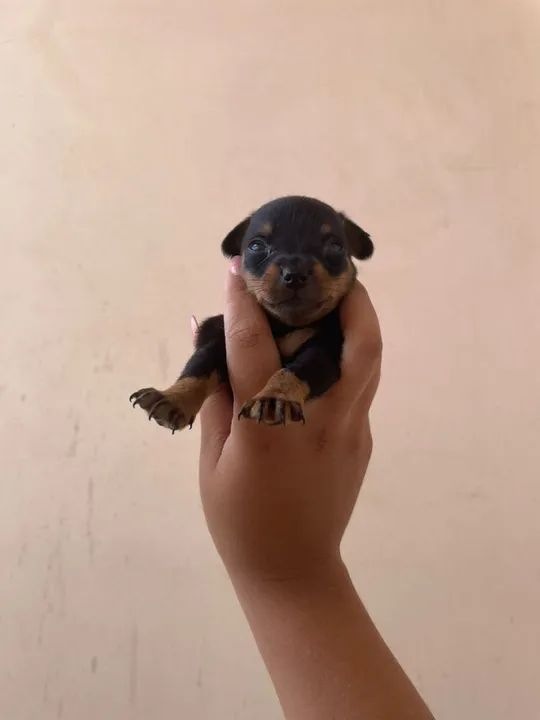 3 filhotes de Pinscher - Foto 2