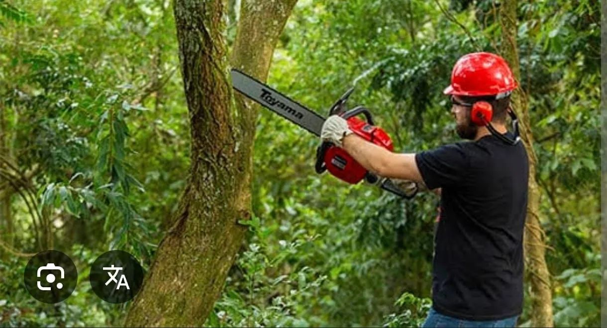 Remoção e podas de árvores - Foto 3