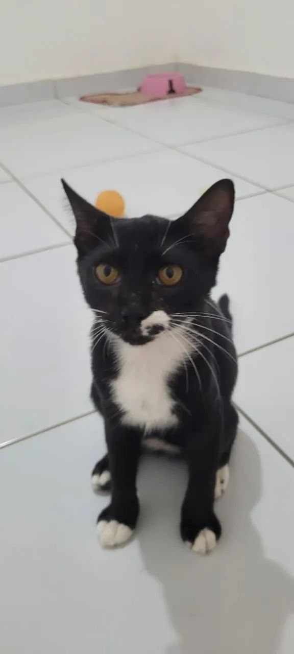 Gatinhos castrados para adoção responsável (6/7 meses)  - Foto 3