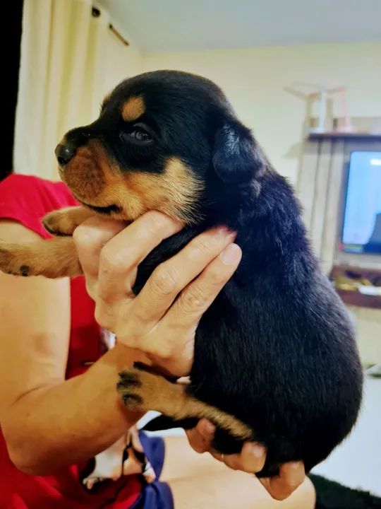Filhotes de Rotweiller duas fêmeas disponíveis - Foto 2