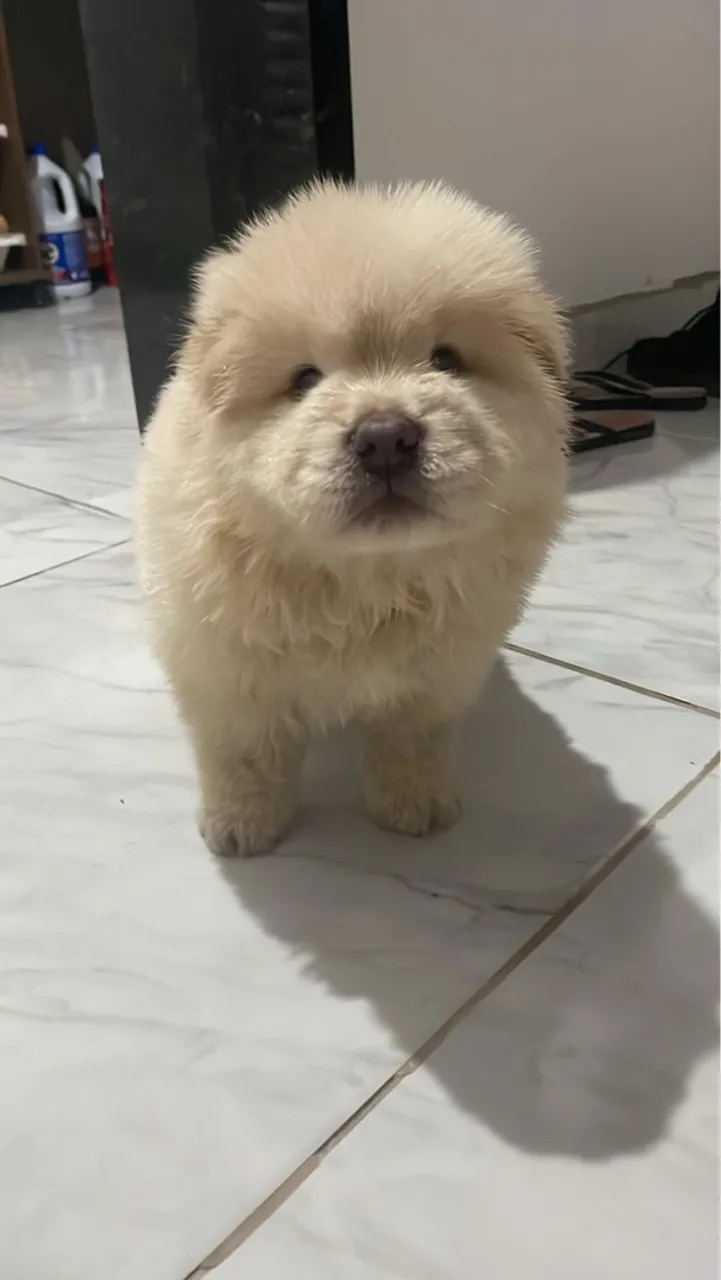 Filhote de Chow Chow - Pelúcia de 4 Patas