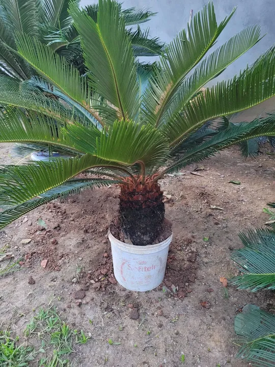 Palmeira cica - Adulto - com mais de 10 anos