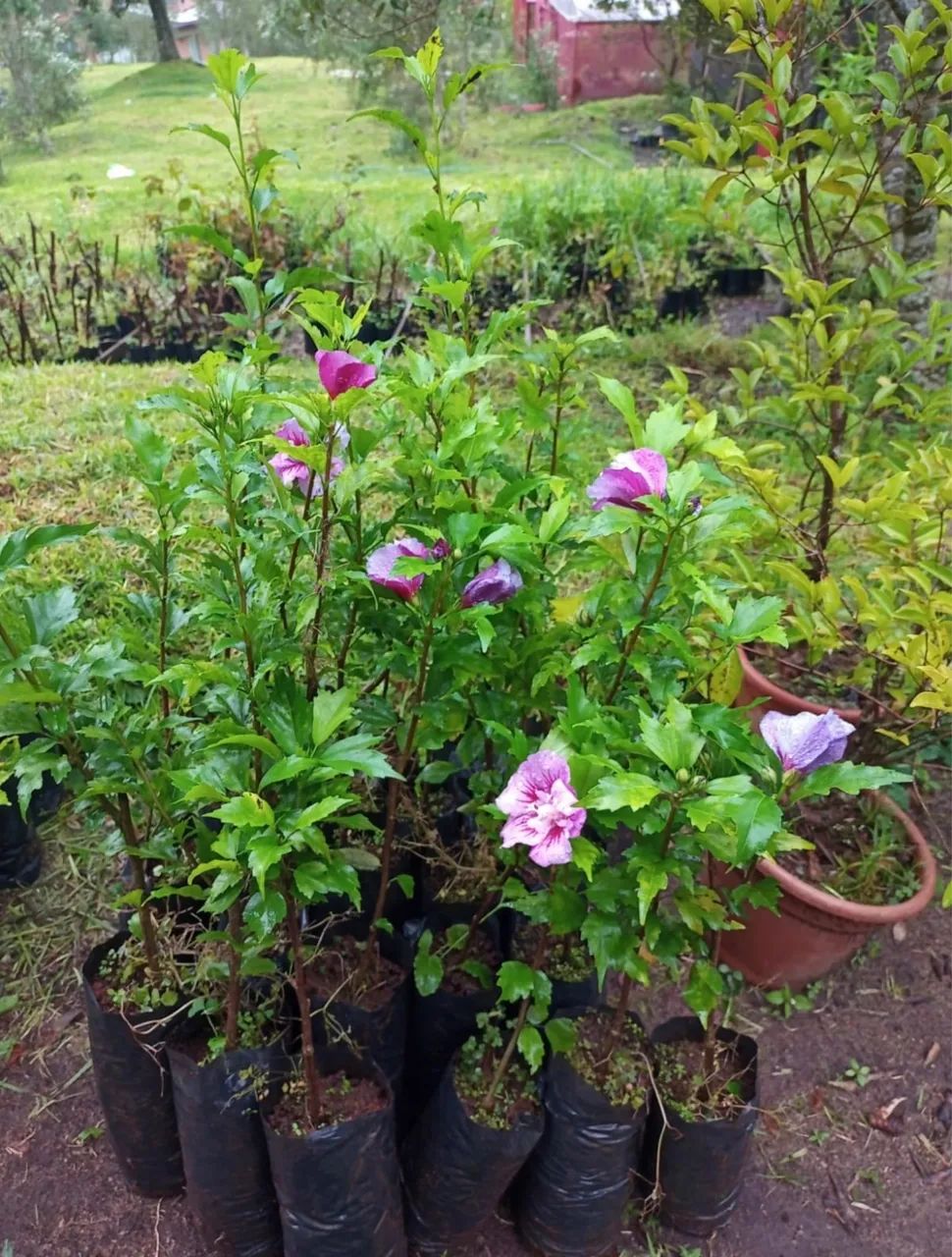 Somos Produtores Hibisco para Cerca Viva 