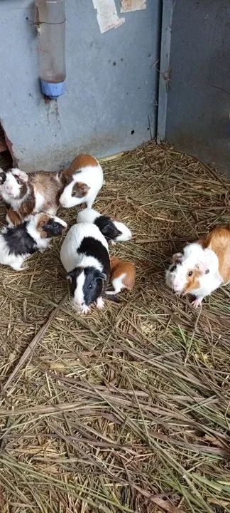 Porquinho da india - Foto 4